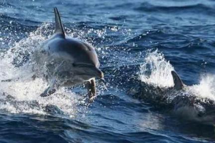 a dolphin jumping out of the water