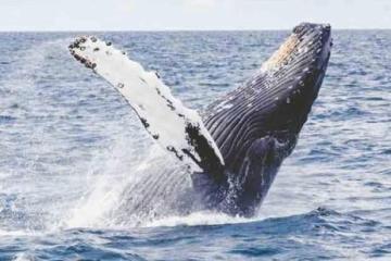 a whale jumping out of the water