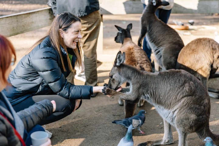 Woman in black jacket interacts with a kangaroo surrounded by other kangaroos and pigeons.