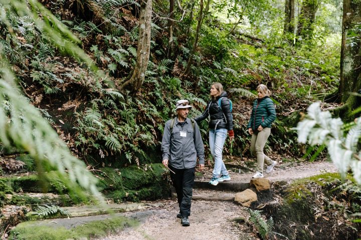 Three people walking on a forest path surrounded by green foliage and trees.