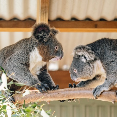 Two koalas facing each other on a wooden branch in an enclosure.