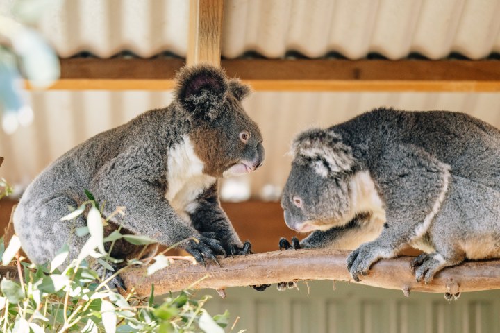 Two koalas facing each other on a wooden branch in an enclosure.