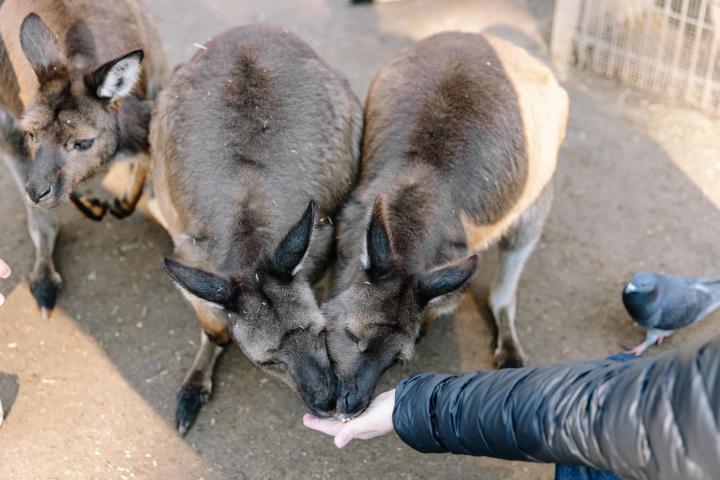 Two kangaroos eating from a person's hand, with a pigeon nearby on a dirt ground.