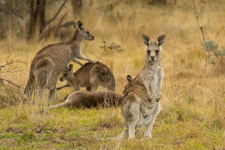 A group of kangaroos in a field, with one standing upright in the foreground.