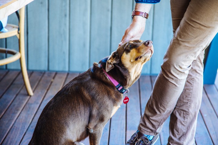 Person petting a brown dog wearing a pink collar on a wooden deck.