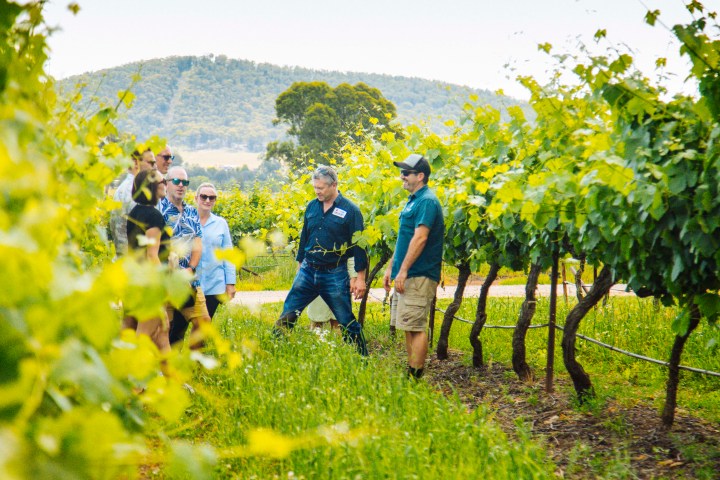 Group of people touring a vineyard, surrounded by green grapevines, with a hill in the background.