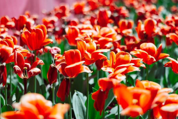 Close-up of vibrant orange tulips blooming in a garden.