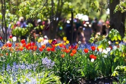 a close up of a flower garden