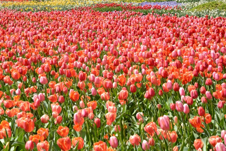 Vibrant field of red and pink tulips with patches of yellow and purple flowers.
