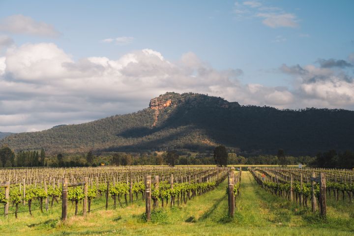 Vineyard rows lead to a distant hill under a partly cloudy sky.