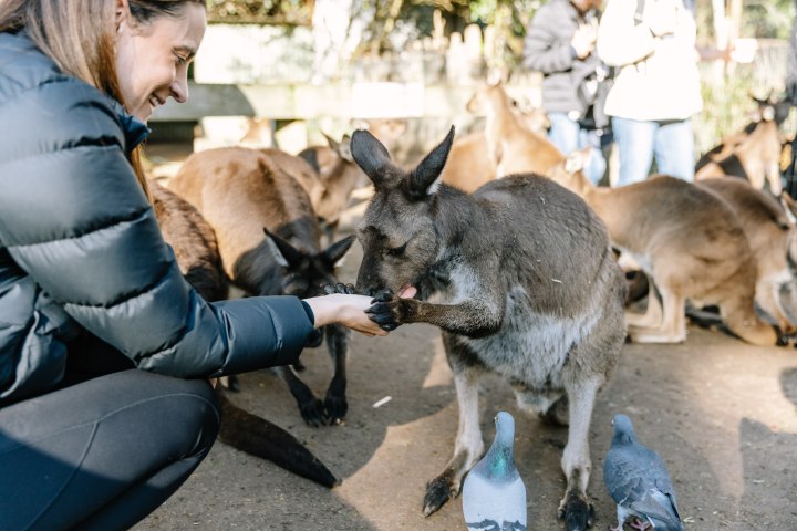 Person feeding a kangaroo with pigeons nearby on a sunny day.