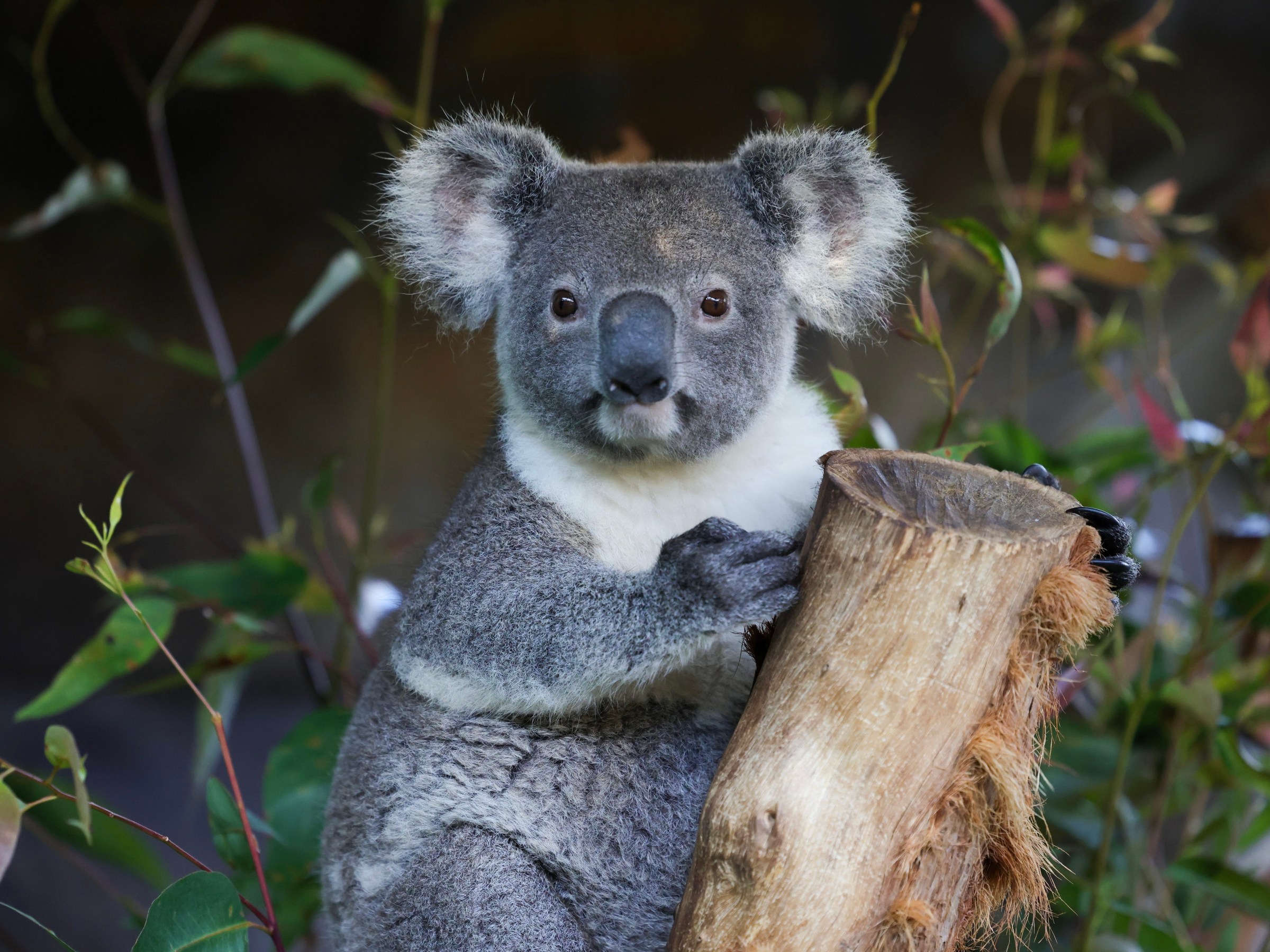 a koala eating leaves from a tree