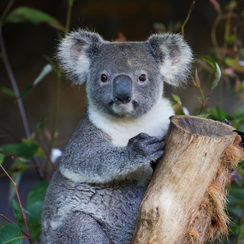 a koala eating leaves from a tree