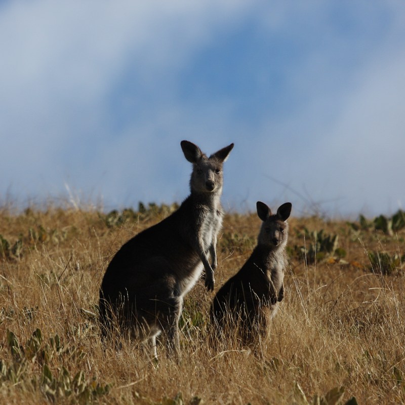 an animal standing on a dry grass field