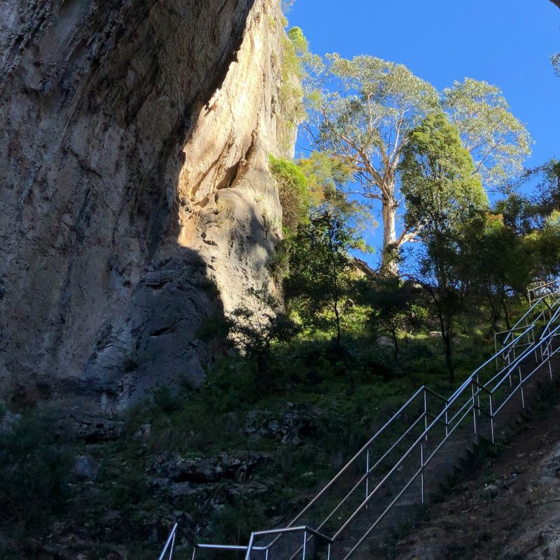 a tree with a mountain in the background
