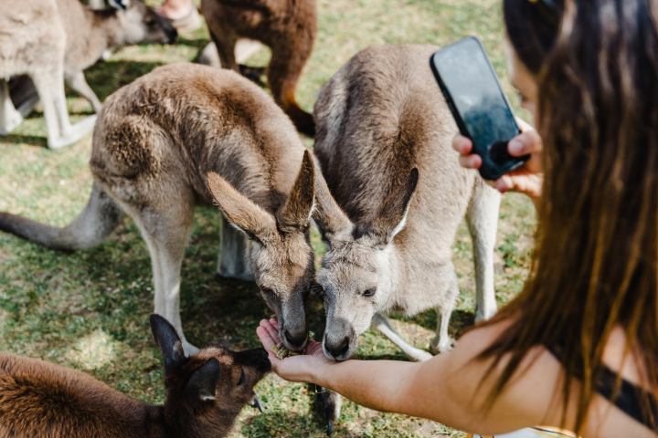 Person photographing kangaroos eating from their hand at a wildlife park.