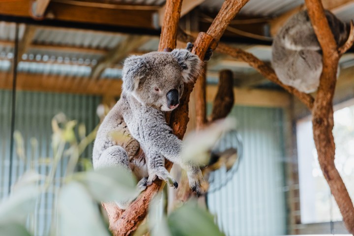 Koala sitting on a tree branch in a zoo enclosure with corrugated iron walls.