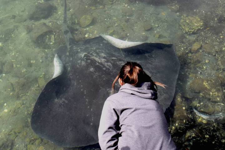 Person in hoodie observing a large stingray in shallow, clear water.
