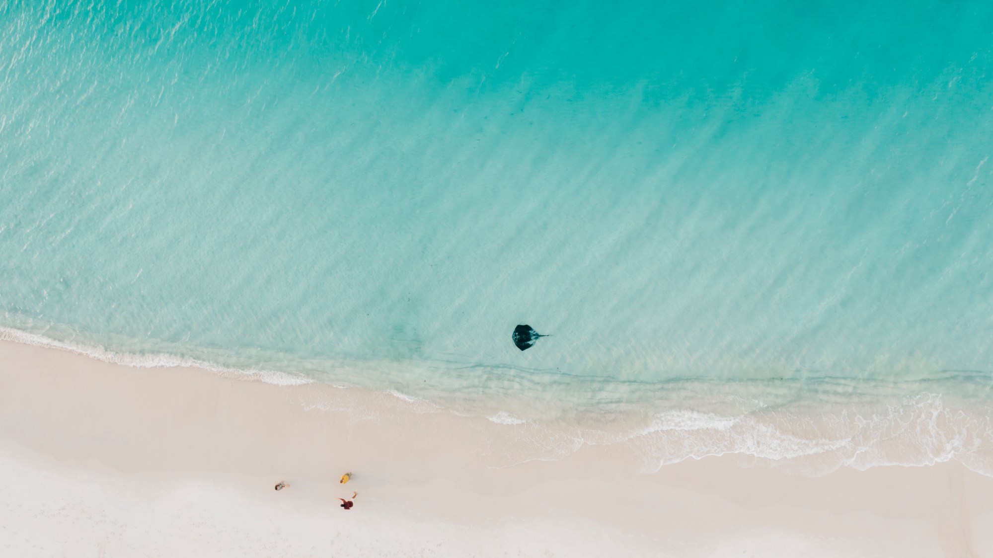 Murrays Beach, Jervis Bay Aerial view of a stingray in clear blue water near a sandy beach.