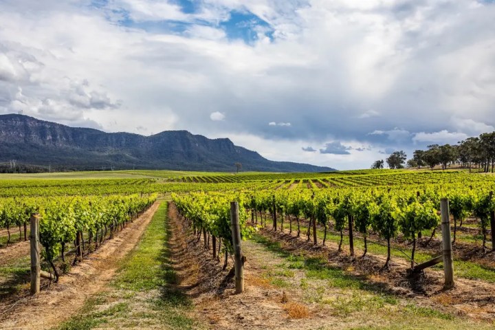 Lush vineyard with rows of grapevines and mountain backdrop under a cloudy sky.